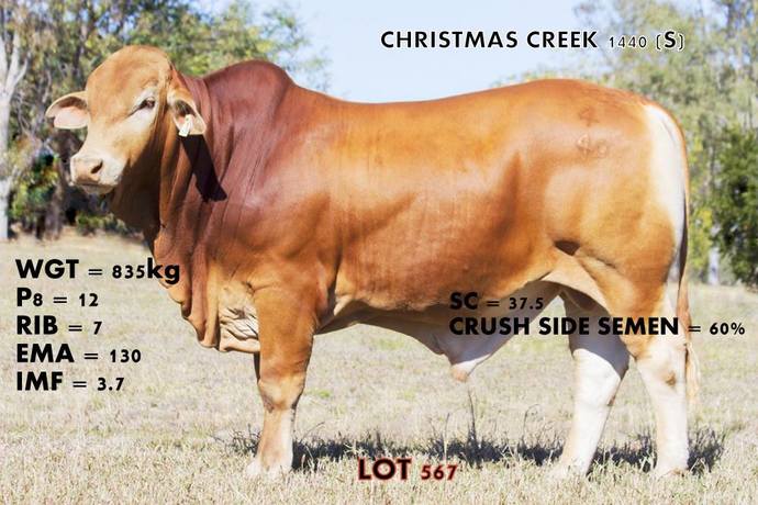 Sales - Christmas Creek Droughtmasters